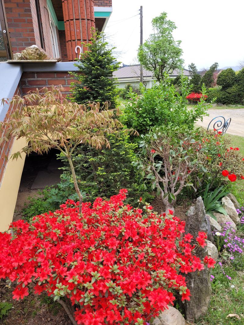 장터 상품 [조경수] 썸네일