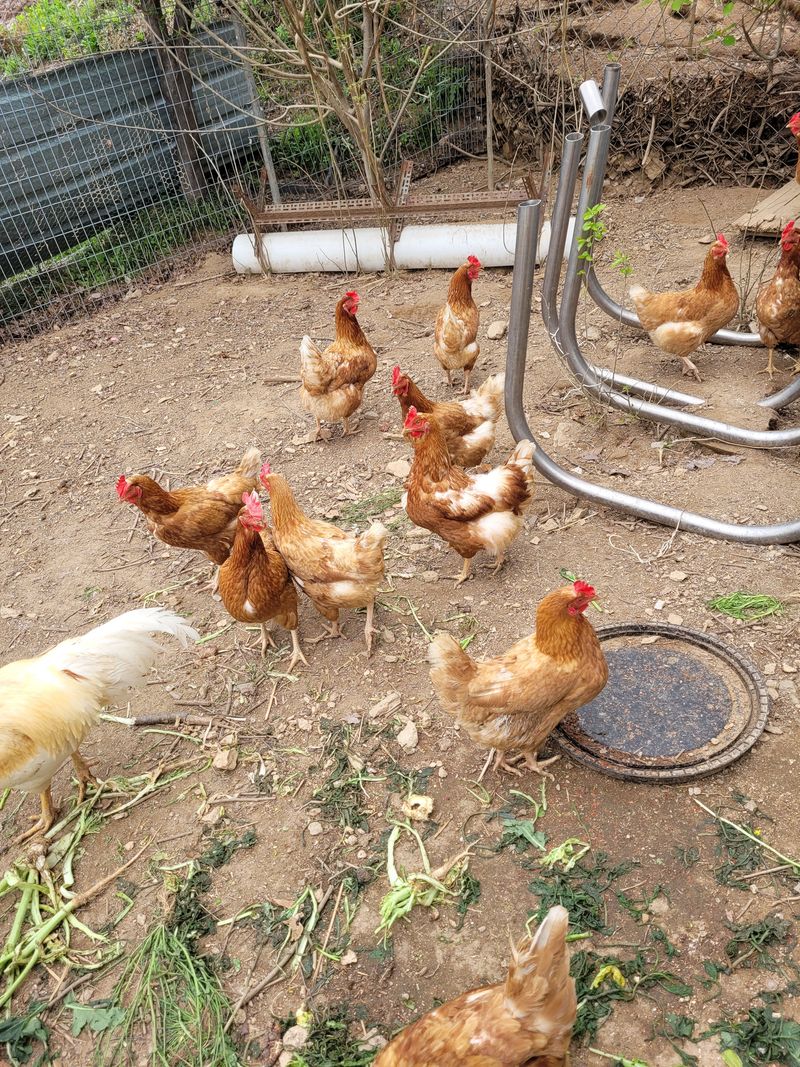 장터 상품 [장닭] 썸네일