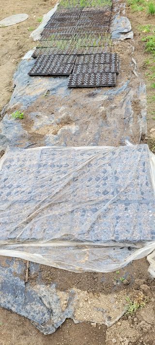 지재광님의 옥수수 · 자유게시판 작성글 사진