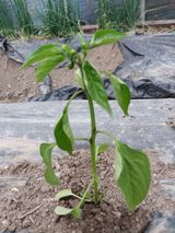 팜모닝 고추·병해충상담 게시글 이미지