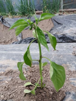 김창순님의 고추 · 병해충상담 작성글 사진