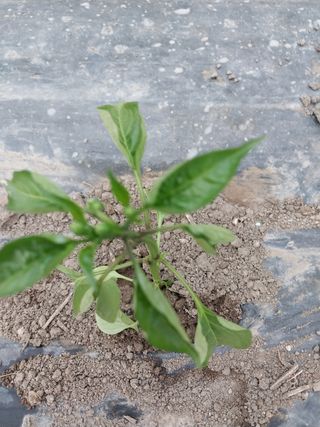 김창순님의 고추 · 병해충상담 작성글 사진