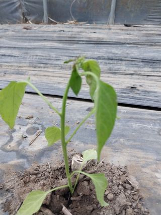 김창순님의 고추 · 병해충상담 작성글 사진