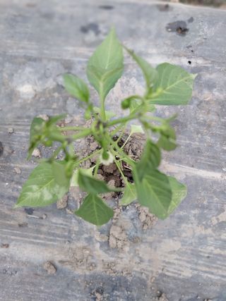 김창순님의 고추 · 병해충상담 작성글 사진