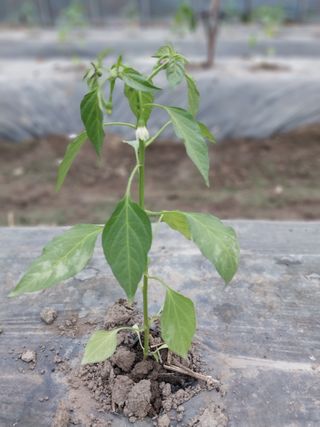 김창순님의 고추 · 병해충상담 작성글 사진