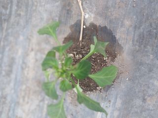 김창순님의 고추 · 병해충상담 작성글 사진