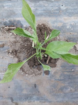 김창순님의 고추 · 병해충상담 작성글 사진