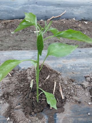 김창순님의 고추 · 병해충상담 작성글 사진