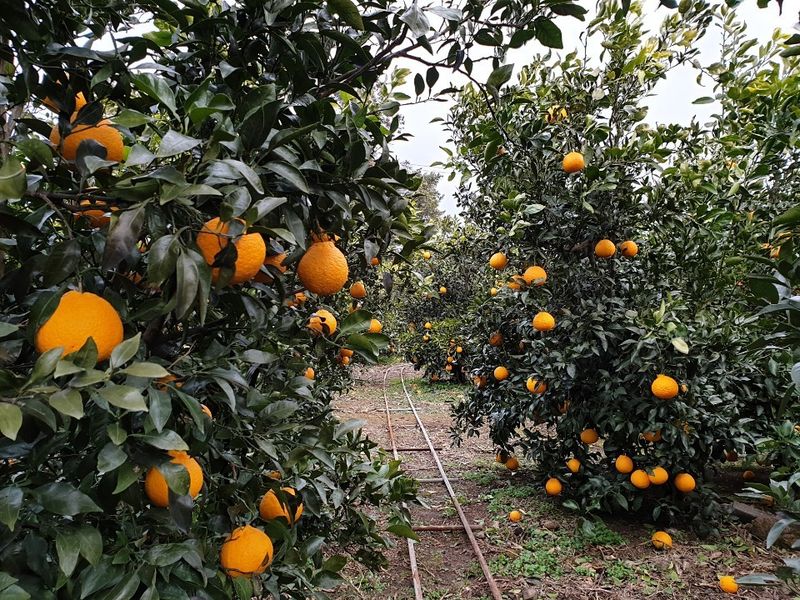 김경철님의 장터 판매 상품 [서귀포 노지한라봉 5Kg, 10Kg 무료배송] 첨부 사진