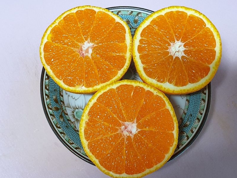 김경철님의 장터 판매 상품 [서귀포 노지한라봉 5Kg, 10Kg 무료배송] 첨부 사진