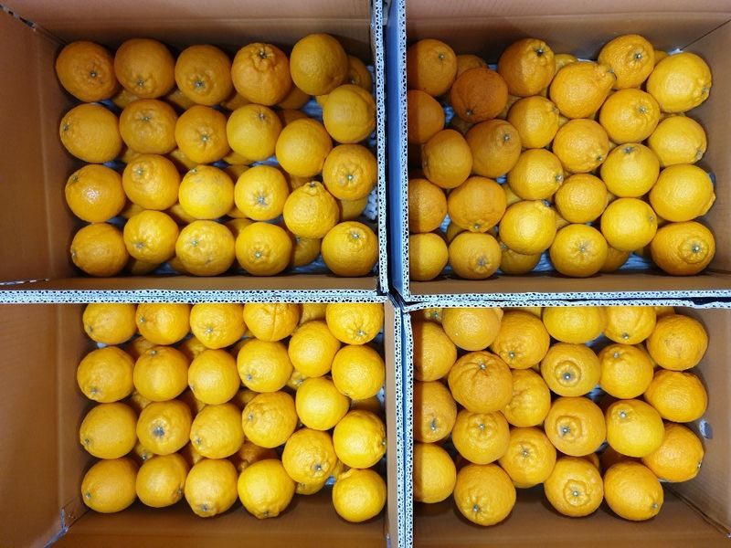 김경철님의 장터 판매 상품 [서귀포 노지한라봉 5Kg, 10Kg 무료배송] 첨부 사진