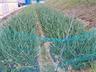 예산 촌딱 농부님의 마늘 · 마늘 쪽 비대기 작성글 사진