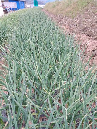 예산 촌딱 농부님의 마늘 · 마늘 쪽 비대기 작성글 사진