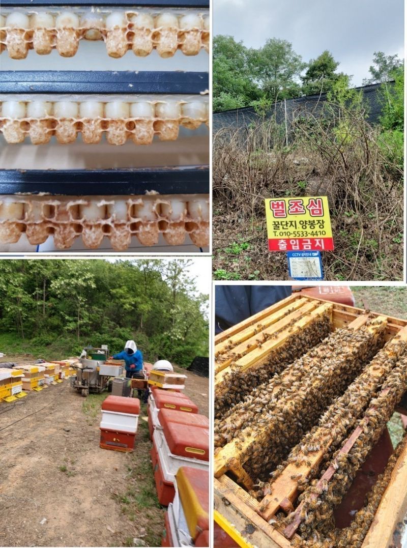 벌꿀농장♡권은주님의 장터 판매 상품 [2023년 햇벌화분/아카시아.밤꿀.잡화꿀] 첨부 사진