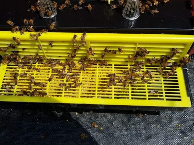 벌꿀농장♡권은주님의 장터 판매 상품 [2023년 햇벌화분/아카시아.밤꿀.잡화꿀] 첨부 사진