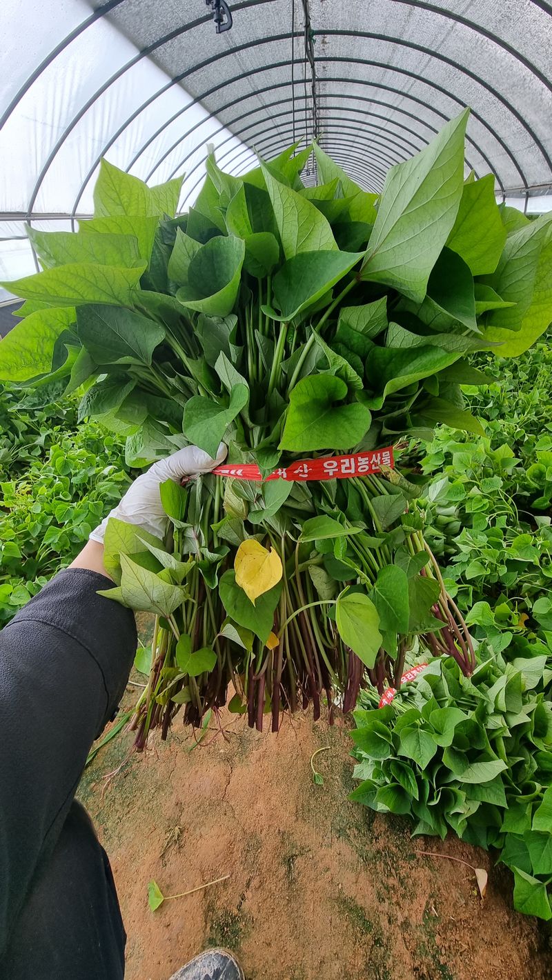 장터 상품 [익산 1대 고구마모종(95~100주)🌱🍠👍 다수확 고품질 고구마] 썸네일