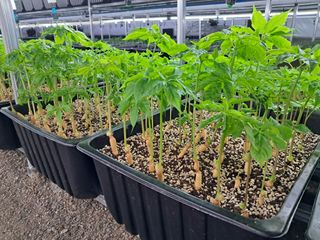 박홍수 님의 기타작물 · 자유게시판 작성글 사진