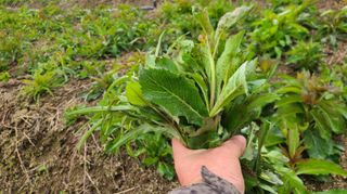 조병대님의 기타작물 · 자유게시판 작성글 사진