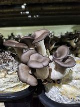 팜모닝 · 게시글 이미지