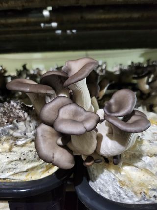 버섯스토리님의 작성글 사진