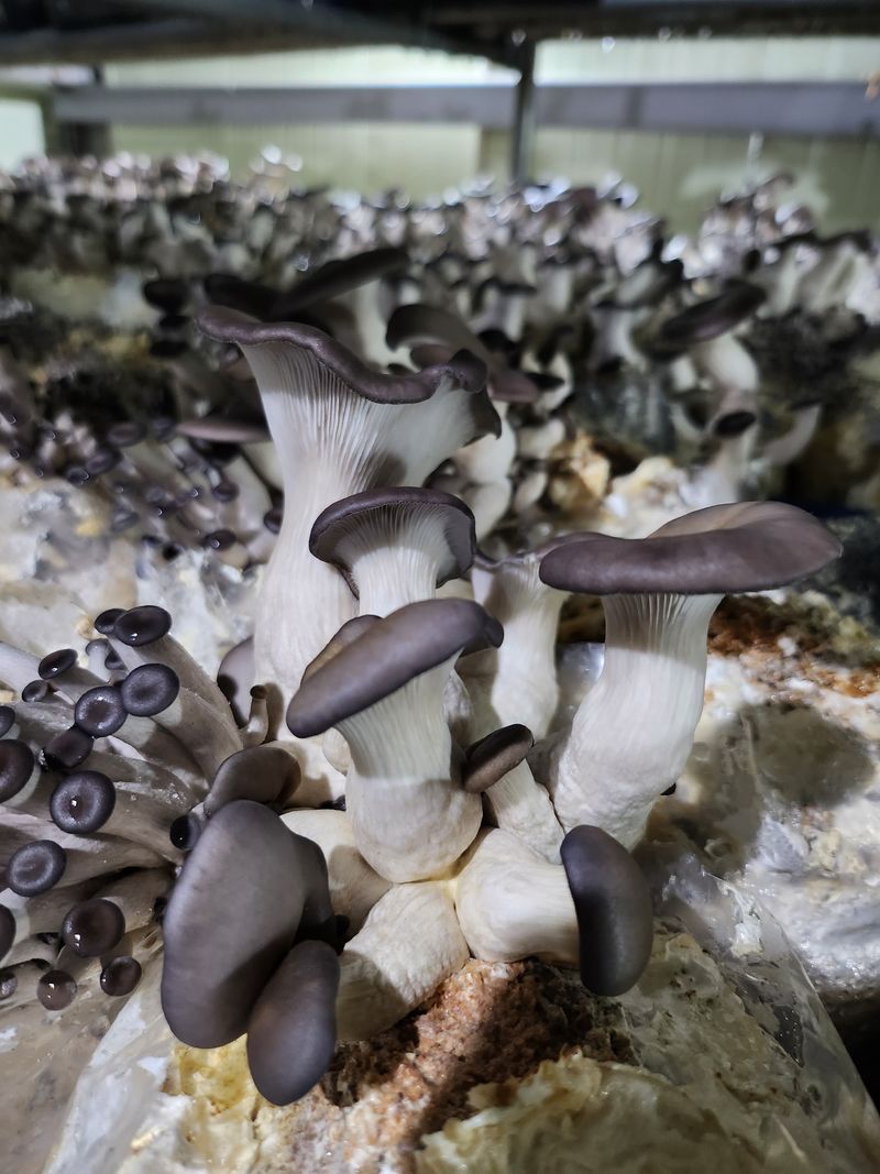 버섯스토리님의 장터 판매 상품 [[버섯스토리] 첫 수확 친환경 느타리버섯 판매] 첨부 사진