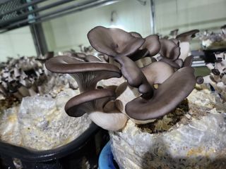 버섯스토리님의 작성글 사진