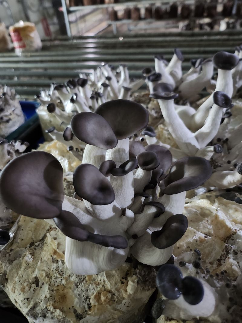 버섯스토리님의 장터 판매 상품 [[버섯스토리] 첫 수확 친환경 느타리버섯 판매] 첨부 사진