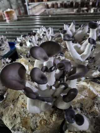 버섯스토리님의 작성글 사진