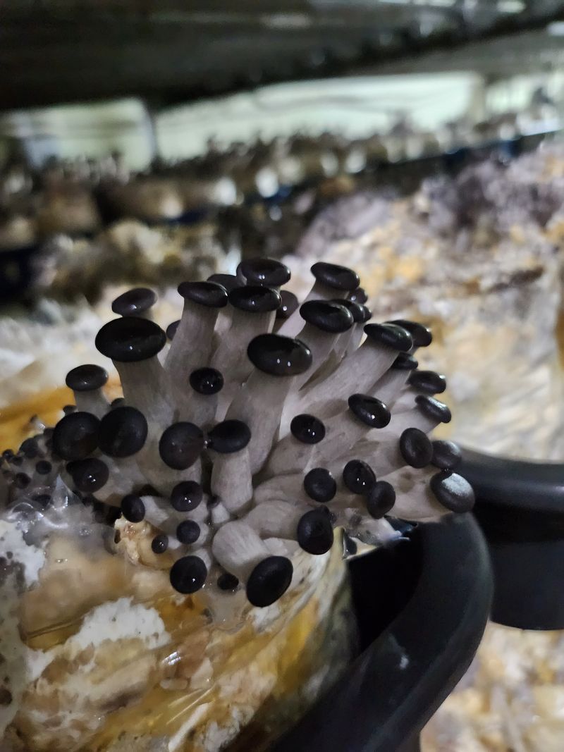 버섯스토리님의 장터 판매 상품 [[버섯스토리] 첫 수확 친환경 느타리버섯 판매] 첨부 사진