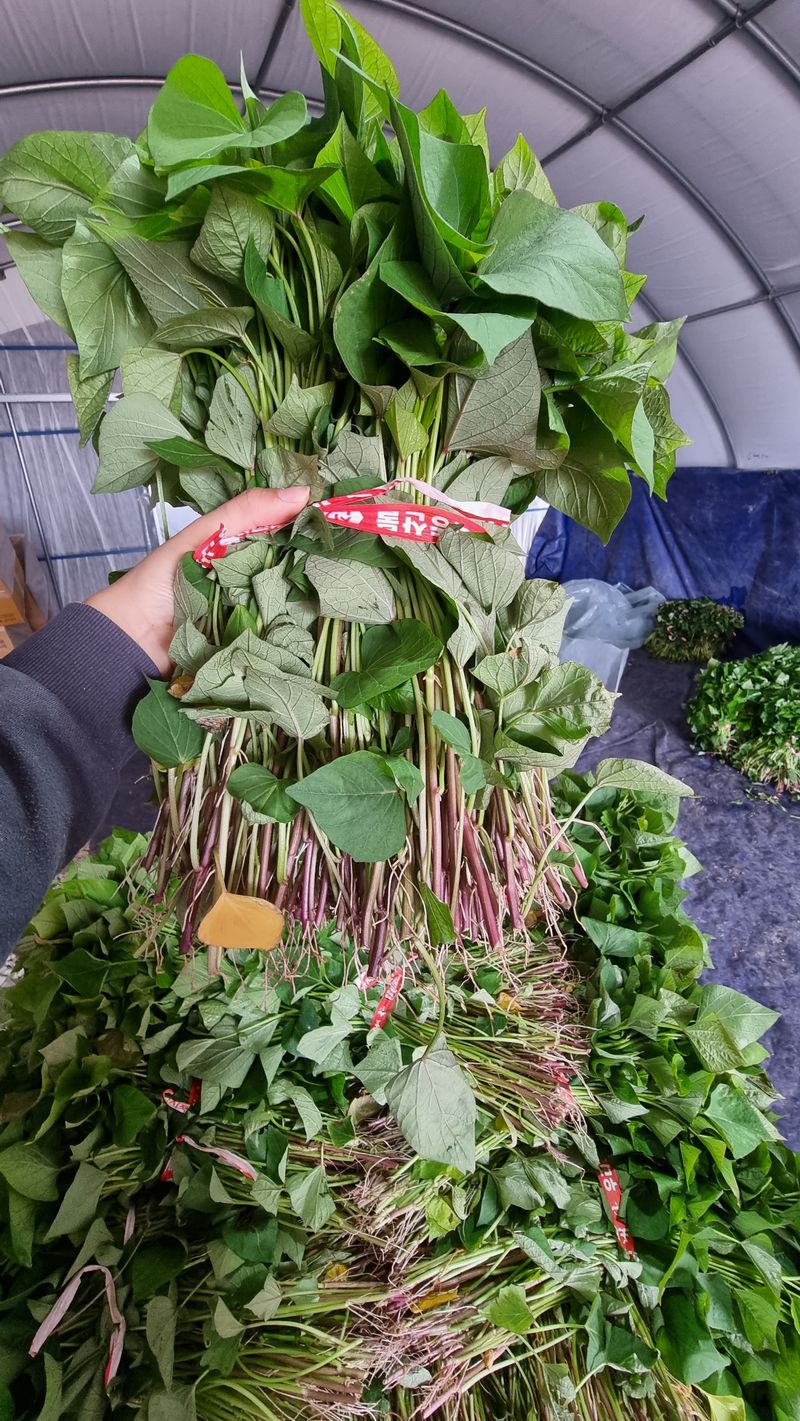 장터 상품 [❗️가격인하❗️익산 1대 고구마모종 1단(95~100주)🌱🍠👍] 썸네일