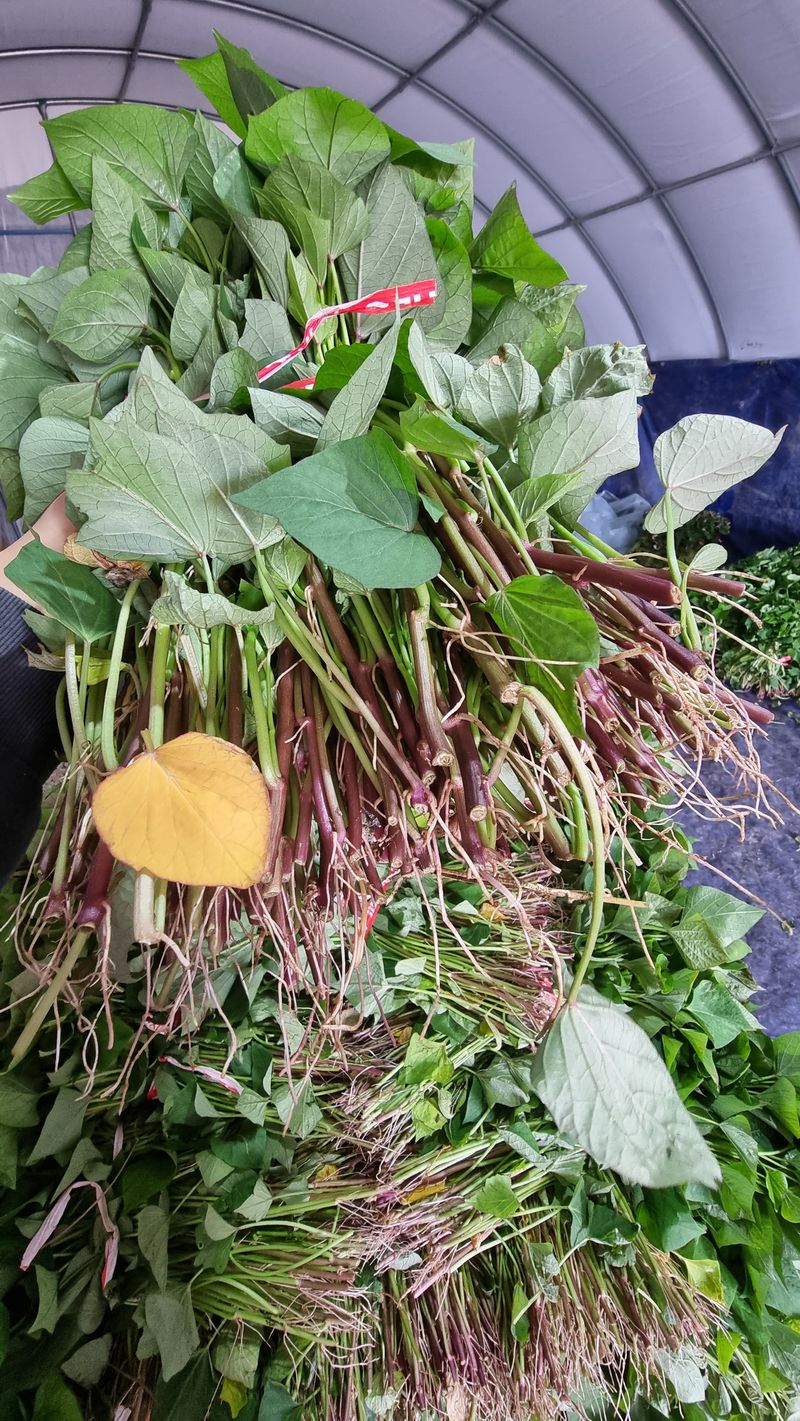 김동수님의 장터 판매 상품 [❗️가격인하❗️익산 1대 고구마모종 1단(95~100주)🌱🍠👍] 첨부 사진