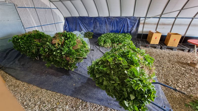 김동수님의 장터 판매 상품 [❗️가격인하❗️익산 1대 고구마모종 1단(95~100주)🌱🍠👍] 첨부 사진