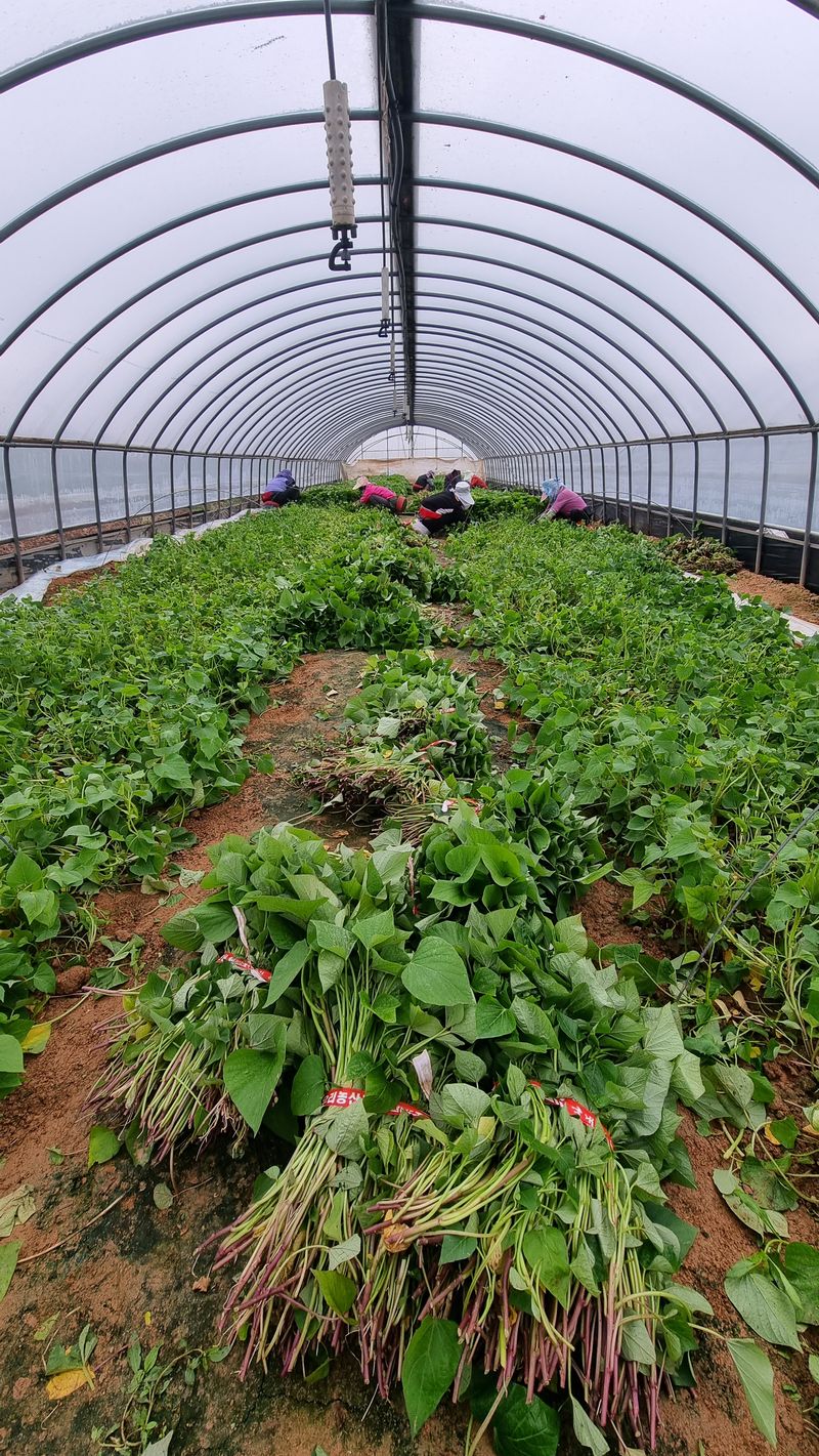 김동수님의 장터 판매 상품 [❗️가격인하❗️익산 1대 고구마모종 1단(95~100주)🌱🍠👍] 첨부 사진