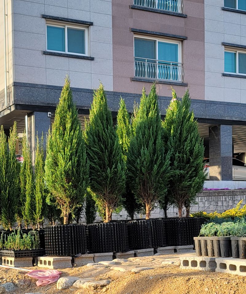 장터 상품 [문그로우 약1.6m 분양합니다/ 대량구매 가능] 썸네일