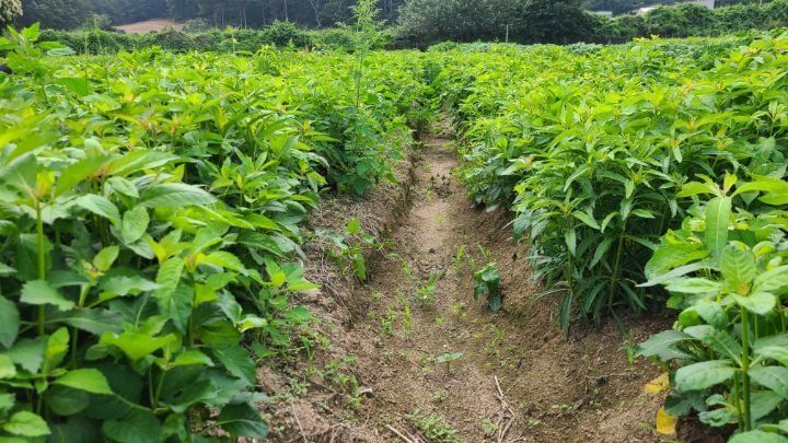 장터 상품 [잔대순  판매완료 ] 썸네일