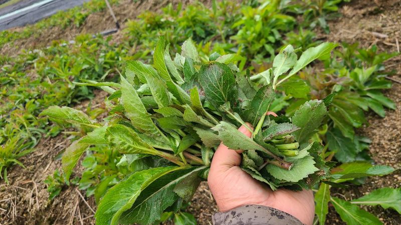 조병대님의 장터 판매 상품 [잔대순  판매완료 ] 첨부 사진