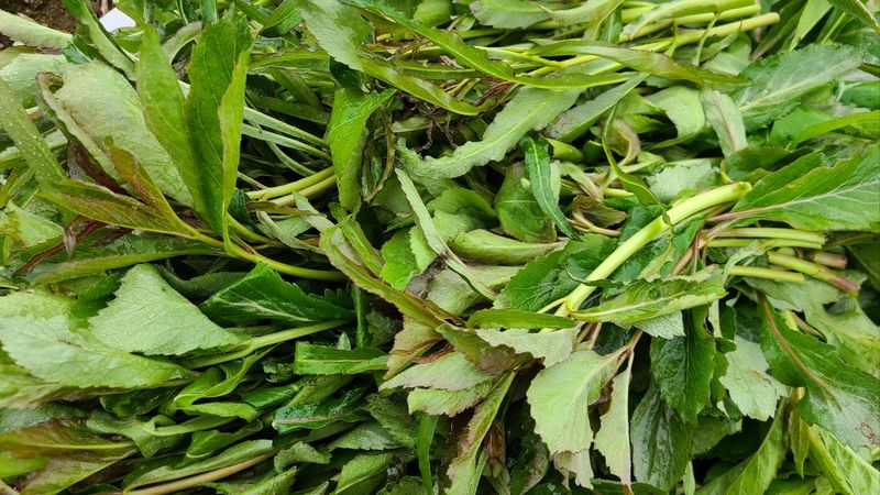 조병대님의 장터 판매 상품 [잔대순  판매완료 ] 첨부 사진