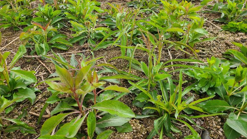 조병대님의 장터 판매 상품 [잔대순  판매완료 ] 첨부 사진