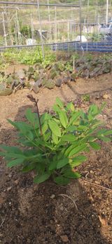 팜모닝 자유주제·자유게시판 게시글 이미지