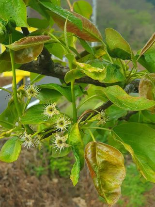 인생은 소풍처럼님의 배 · 병해충상담 작성글 사진