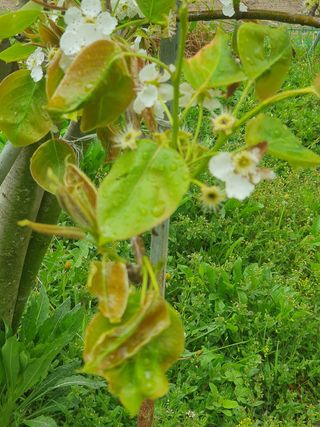 인생은 소풍처럼님의 배 · 병해충상담 작성글 사진