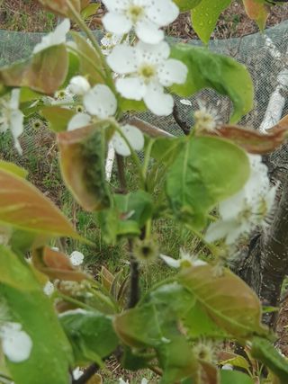 인생은 소풍처럼님의 배 · 병해충상담 작성글 사진