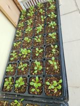 팜모닝 상추·자유게시판 게시글 이미지