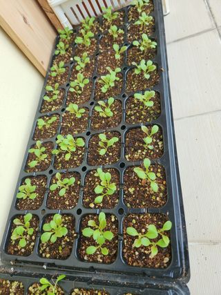 강태숙님의 상추 · 자유게시판 작성글 사진