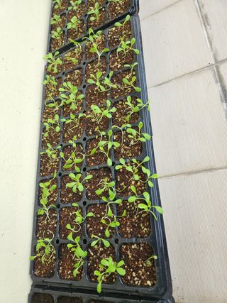 강태숙님의 상추 · 자유게시판 작성글 사진