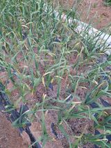 팜모닝 마늘·일상 게시글 이미지