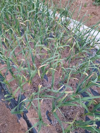 두릅나무9978님의 마늘 · 일상 작성글 사진