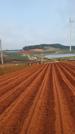 무안선유농원님의 고구마 · 자유게시판 작성글 사진