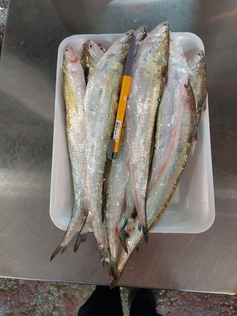 목포제주수산님의 장터 판매 상품 [웅어 2kg 20-25마리 ] 첨부 사진