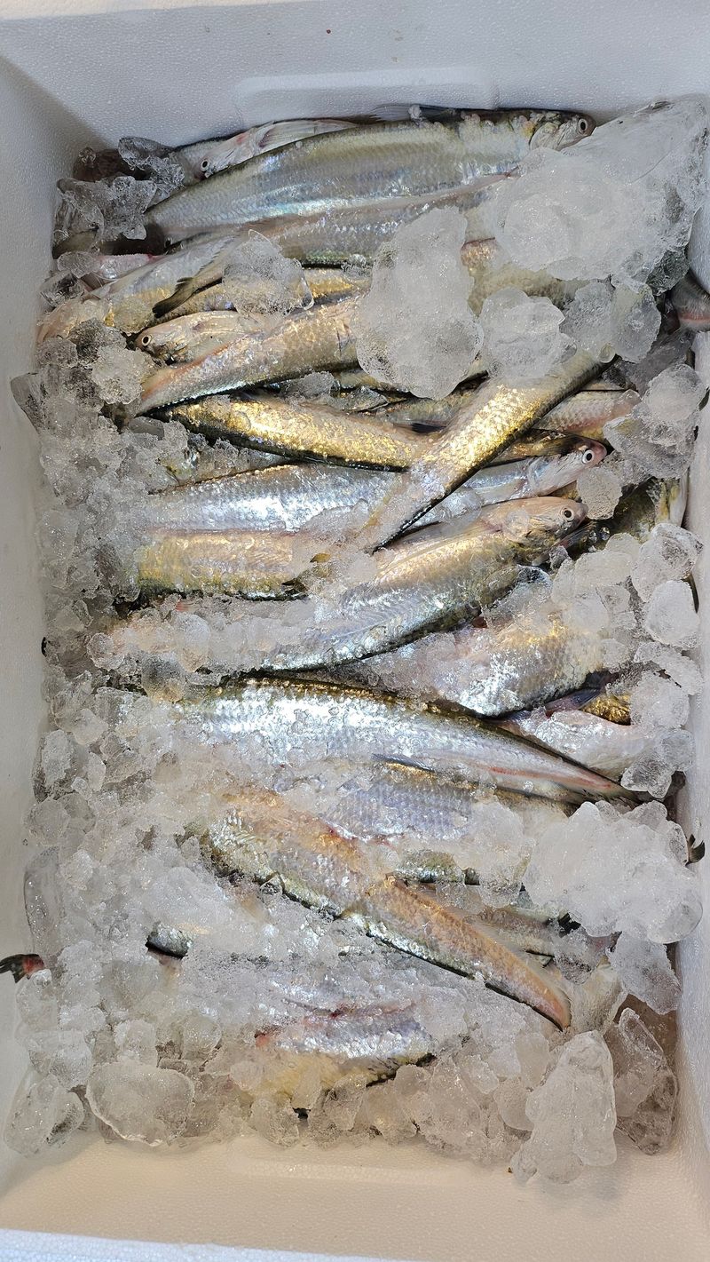 장터 상품 [웅어 2kg 20-25마리 ] 썸네일